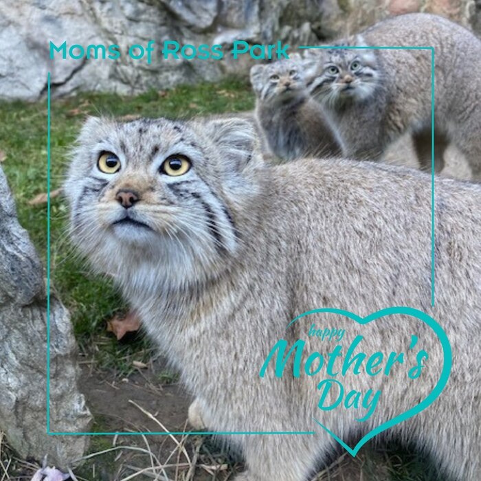 Автор фото <a href="https://pikabu.ru/story/pozdravlyaem_12534610?u=https%3A%2F%2Fwww.instagram.com%2Fp%2FC62IoWep6eM%2F%3Figsh%3DZDRnc2I3Z2s3ZWQy&t=rossparkzoo%20inst&h=e75bc6ccc620ff80bb2df21a14341314b882f01d" title="https://www.instagram.com/p/C62IoWep6eM/?igsh=ZDRnc2I3Z2s3ZWQy" target="_blank" rel="nofollow noopener">rossparkzoo inst</a>