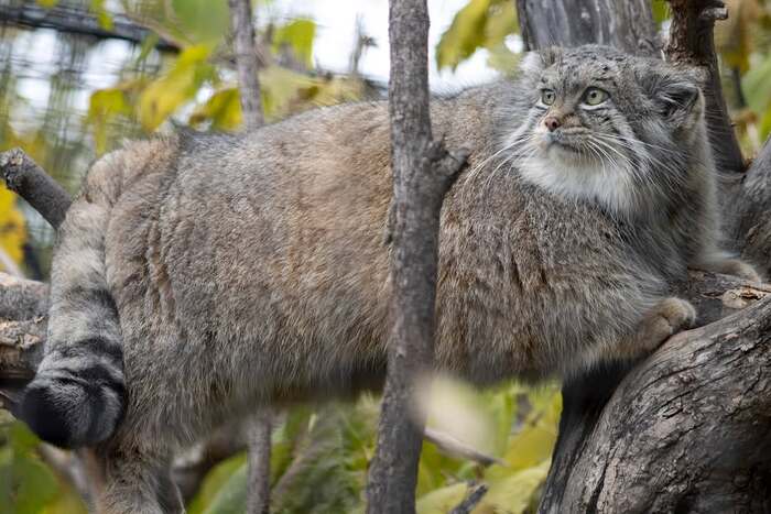 Фото взято из аккаунта зоопарка <a href="https://pikabu.ru/story/pozdravlyaem_12534610?u=https%3A%2F%2Fwww.instagram.com%2Fp%2FDDhkPQcPPS-%2F%3Fimg_index%3D1%26igsh%3DMWJtcjlrNTB5Ym1nNg%3D%3D&t=%28leerichardsonzoo%29%20inst&h=d5d921019d8d4167d345167c602b9e0dd86a1c9f" title="https://www.instagram.com/p/DDhkPQcPPS-/?img_index=1&igsh=MWJtcjlrNTB5Ym1nNg==" target="_blank" rel="nofollow noopener">(leerichardsonzoo) inst</a>. Фотограф Houston G. Conservation Awareness Coordinator