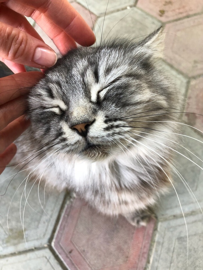 Эту кису моя подруга сфоткала в Крыму примерно в 2016. Кисы ее очень любят