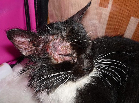 Фото из интернета. Если не лечить - перерастает потом в такое.