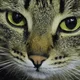 Аватар пользователя NatureCat