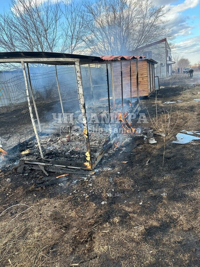 Бывают и хорошие новости про диких собак