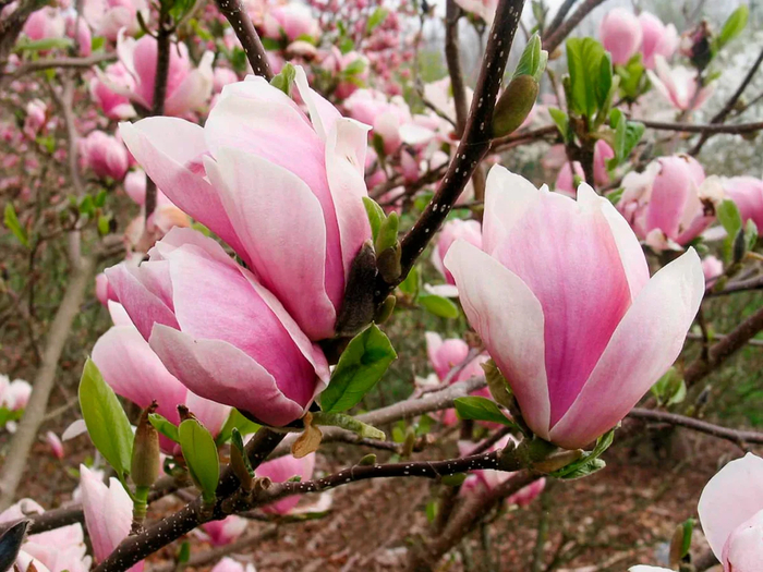    <!--noindex--><a href="https://pikabu.ru/story/magnoliya_sulanzha_12544675?u=http%3A%2F%2Fromashkino.ru&t=romashkino.ru&h=2f632052d3cf7effeedf85784dadff7090d8a580" title="http://romashkino.ru" target="_blank" rel="nofollow noopener">romashkino.ru</a><!--/noindex-->.