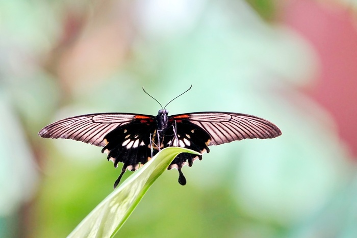 Сад бабочек в голландском городе Утрехт.