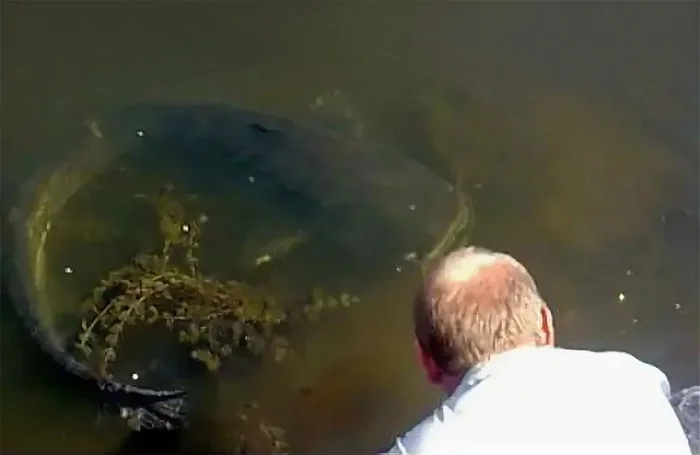 Зачем в 1986 году в пруд-охладитель Чернобыльской АЭС были выпущены сомы, что этим планировалось показать Сом, ЧАЭС, Охладитель, Рыба, Животные, Дикие животные, Чернобыль: Зона отчуждения, Яндекс Дзен, Яндекс Дзен (ссылка), Длиннопост, Пруд