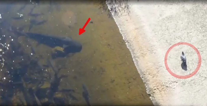 Зачем в 1986 году в пруд-охладитель Чернобыльской АЭС были выпущены сомы, что этим планировалось показать Сом, ЧАЭС, Охладитель, Рыба, Животные, Дикие животные, Чернобыль: Зона отчуждения, Яндекс Дзен, Яндекс Дзен (ссылка), Длиннопост, Пруд