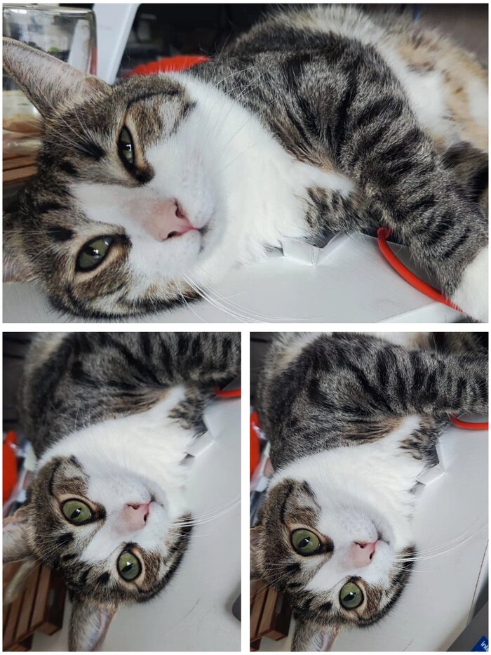 Котик Метеорчик уехал домой 08.12.2022 в возрасте 6 месяцев