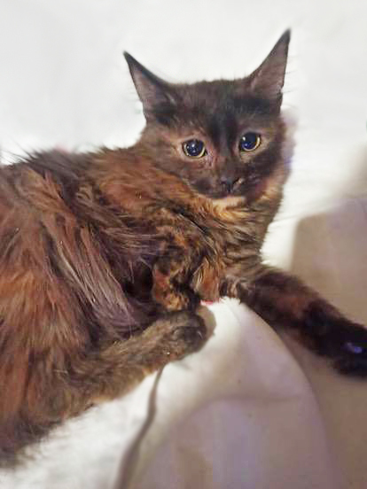 Ласковый котёнок Алиса очень ждёт Маму!