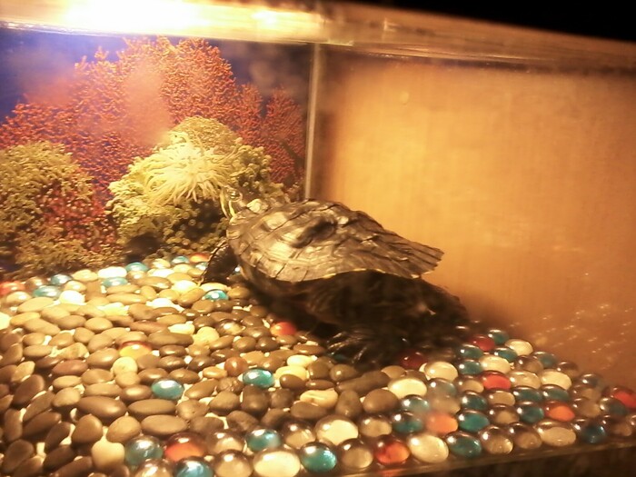 Надеюсь, не обидятся на меня за иллюстрацию, но просто реально очень наглядный пример, что такое только купируется, но уже не исправляется