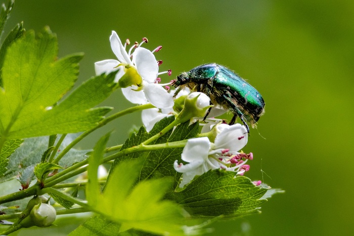   (. Cetonia aurata) , , , -, , 