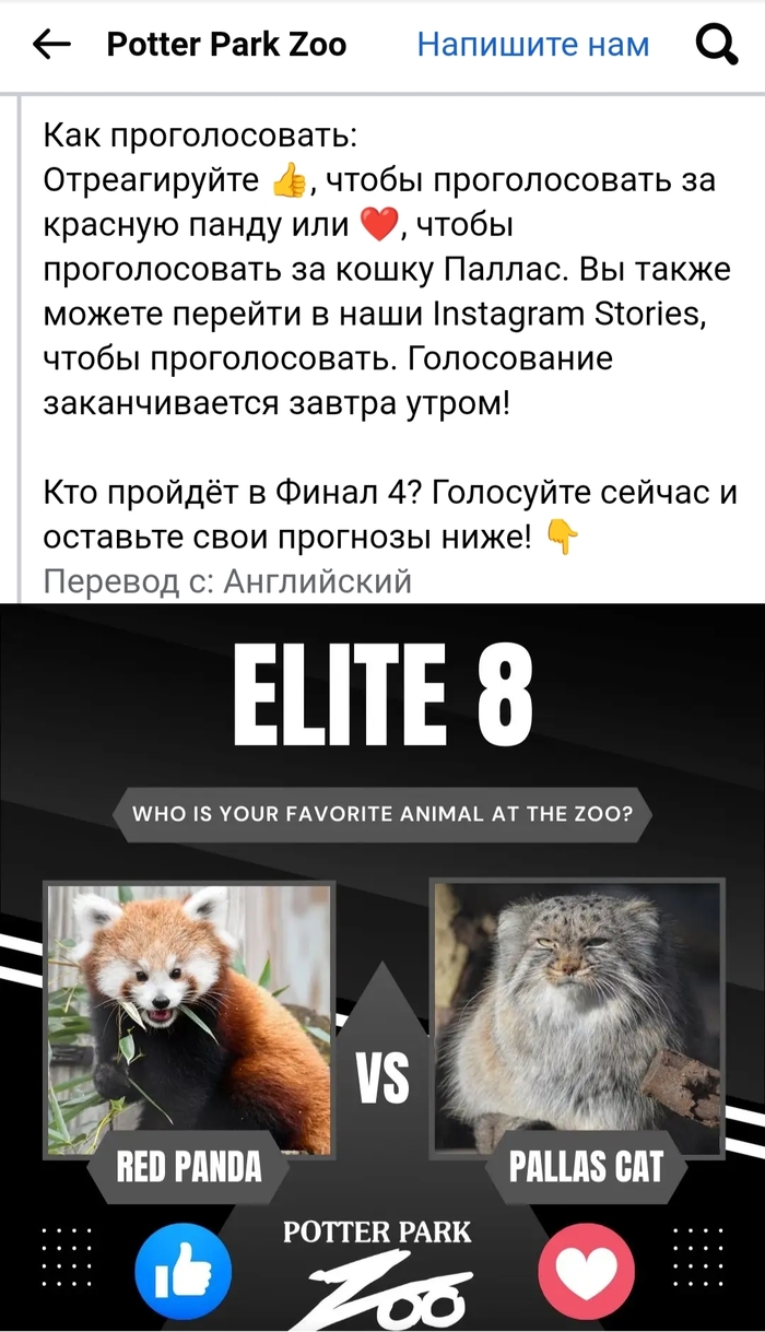 Скрин голосовалки из Фейсбук