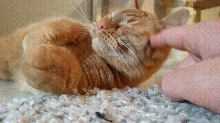 GIFS.RU:  ,       , , , ,  , , , , , , , 