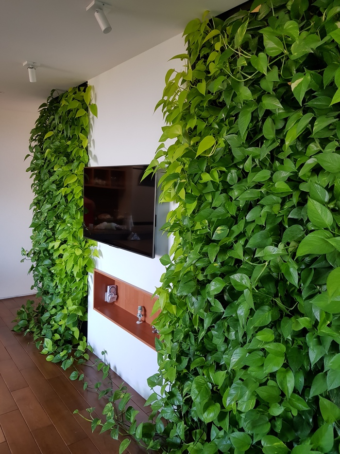 Вот так выглядела до обрезки, практически никакого ухода не было за растениями