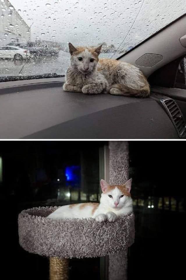 История добра