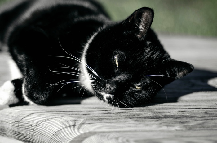    , , Nikon, , -,  ,  , , , ,  