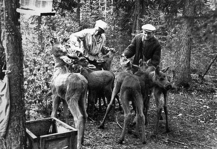 Е.П. Кнорре выпаивает лосят молоком . Фото с сайта Печоро-Илычского заповедника