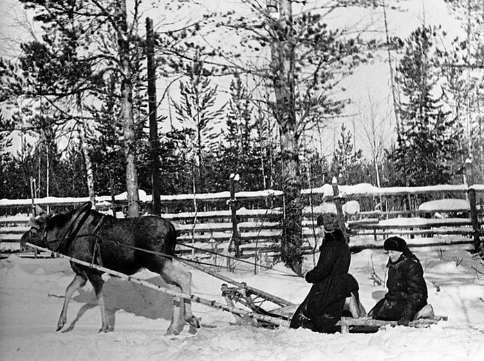 Санные упряжки