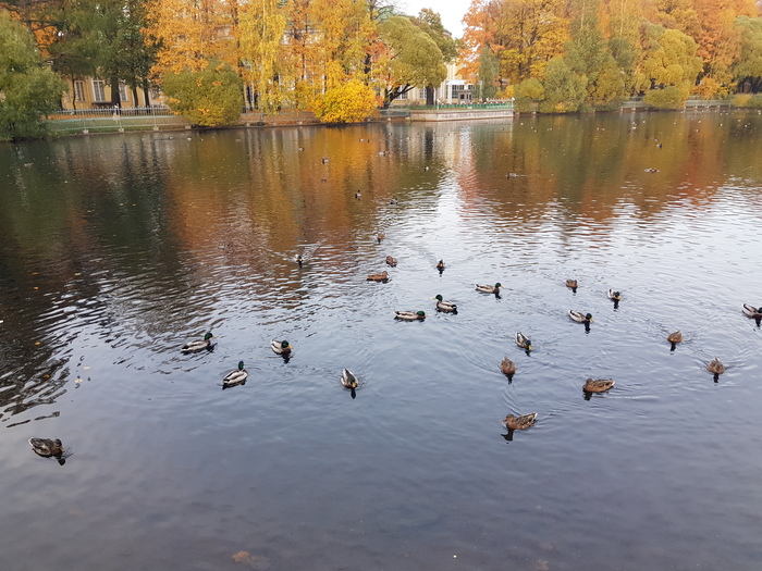     .  ,    .   (  )   . Ƹ .