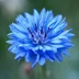Centaurea1753
