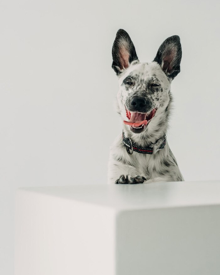 Особенный щенок очень хочет домой!