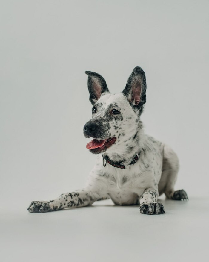 Особенный щенок очень хочет домой!