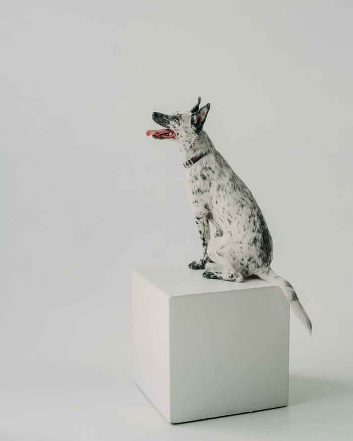 Особенный щенок очень хочет домой!