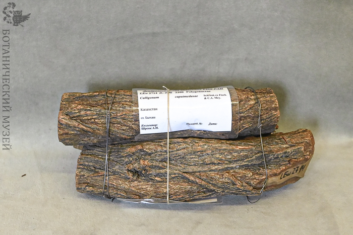 Образец древесины жузгуна голова Медузы (Calligonum caput-medusae Schrenk) из Казахстана. Этот вид описан А.И. Шренком. Дендрологическая коллекция Ботанического музея БИН РАН.