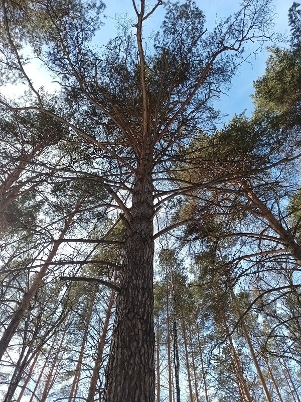 «Пышминские озерки».