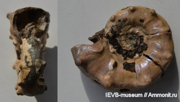 Фото <a href="https://pikabu.ru/story/istoriya_semeystv_ammonitov__aspidoceratidae_chast_5_12564771?u=https%3A%2F%2Fvk.com%2Faway.php%3Fto%3Dhttps%253A%252F%252Fwww.ammonit.ru%252Ffoto%252F14792.htm%26cc_key%3D&t=%D0%90%D0%BC%D0%BC%D0%BE%D0%BD%D0%B8%D1%82%20Euaspidoceras%20sp.&h=e50a06b322e10f7d1ca09b3c7fb25d96353885ba" title="https://vk.com/away.php?to=https%3A%2F%2Fwww.ammonit.ru%2Ffoto%2F14792.htm&cc_key=" target="_blank" rel="nofollow noopener">Аммонит Euaspidoceras sp.</a>, автор <a href="https://pikabu.ru/story/istoriya_semeystv_ammonitov__aspidoceratidae_chast_5_12564771?u=https%3A%2F%2Fvk.com%2Faway.php%3Fto%3Dhttps%253A%252F%252Fwww.ammonit.ru%252Fuser%252FIEVB-museum.htm%26cc_key%3D&t=IEVB-museum&h=a6ac121df3172f55e15008b01165da7d06520247" title="https://vk.com/away.php?to=https%3A%2F%2Fwww.ammonit.ru%2Fuser%2FIEVB-museum.htm&cc_key=" target="_blank" rel="nofollow noopener">IEVB-museum</a>