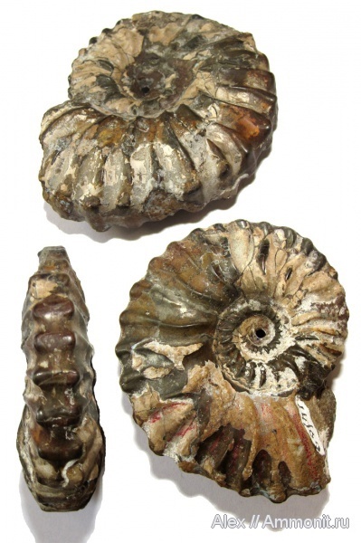 Фото <a href="https://pikabu.ru/story/istoriya_semeystv_ammonitov_deshayesitidae_i_parahoplitidae_chast_4_12564732?u=https%3A%2F%2Fwww.ammonit.ru%2Ffoto%2F19204.htm&t=%D0%90%D0%BC%D0%BC%D0%BE%D0%BD%D0%B8%D1%82%20Dufrenoya%20furcata&h=906ae2721e17c8e8cc7c2798b9b35866a6b91511" title="https://www.ammonit.ru/foto/19204.htm" target="_blank" rel="nofollow noopener">Аммонит Dufrenoya furcata</a>, автор <a href="https://pikabu.ru/story/istoriya_semeystv_ammonitov_deshayesitidae_i_parahoplitidae_chast_4_12564732?u=https%3A%2F%2Fwww.ammonit.ru%2Fuser%2FAlex.htm&t=Alex&h=b599f594f7929ac2a1c09bda1a819ba2bb57594b" title="https://www.ammonit.ru/user/Alex.htm" target="_blank" rel="nofollow noopener">Alex</a>