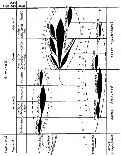 Филогенетические взаимоотношения внутри семейств Deshayesitidae, Parahoplitidae и Douvilleiceratidae из статьи И.А. Михайлова 1979 "Эволюция аптских аммоноидей"