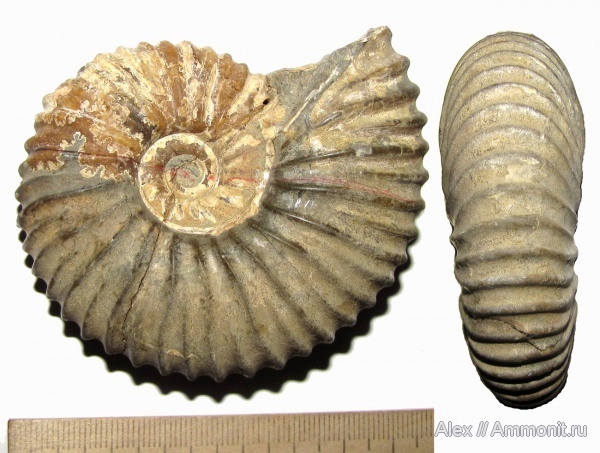 Фото <a href="https://pikabu.ru/story/istoriya_semeystv_ammonitov_deshayesitidae_i_parahoplitidae_chast_4_12564732?u=https%3A%2F%2Fwww.ammonit.ru%2Ffoto%2F19245.htm&t=Parahoplites%20melchioris%201951%20%D0%B3%D0%BE%D0%B4%D0%B0&h=f9d693150402a40d2d53ff19bcb3c6554395d1a1" title="https://www.ammonit.ru/foto/19245.htm" target="_blank" rel="nofollow noopener">Parahoplites melchioris 1951 года</a>, автор <a href="https://pikabu.ru/story/istoriya_semeystv_ammonitov_deshayesitidae_i_parahoplitidae_chast_4_12564732?u=https%3A%2F%2Fwww.ammonit.ru%2Fuser%2FAlex.htm&t=Alex&h=b599f594f7929ac2a1c09bda1a819ba2bb57594b" title="https://www.ammonit.ru/user/Alex.htm" target="_blank" rel="nofollow noopener">Alex</a>