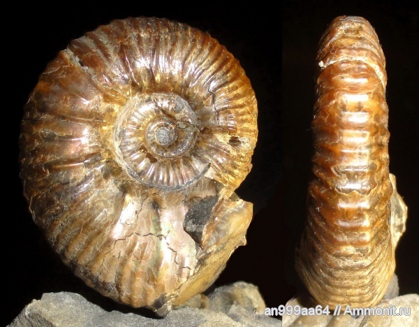 Фото <a href="https://pikabu.ru/story/istoriya_semeystv_ammonitov_deshayesitidae_i_parahoplitidae_chast_4_12564732?u=https%3A%2F%2Fwww.ammonit.ru%2Ffoto%2F17600.htm&t=hypacanthoplites%20sp&h=fc77b41f896ea918ec620224b4faacbe8f955c01" title="https://www.ammonit.ru/foto/17600.htm" target="_blank" rel="nofollow noopener">hypacanthoplites sp</a>, автор <a href="https://pikabu.ru/story/istoriya_semeystv_ammonitov_deshayesitidae_i_parahoplitidae_chast_4_12564732?u=https%3A%2F%2Fwww.ammonit.ru%2Fuser%2Fan999aa64.htm&t=an999aa64&h=e9d9f6862779d89ef9b067c01b936fb0474779c6" title="https://www.ammonit.ru/user/an999aa64.htm" target="_blank" rel="nofollow noopener">an999aa64</a>