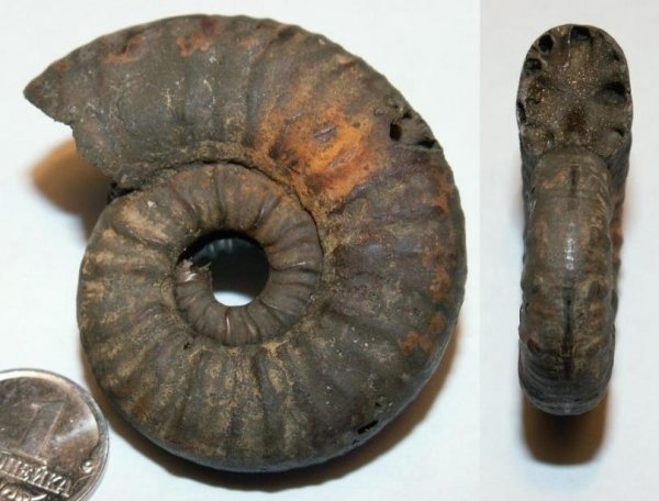 Фото <a href="https://pikabu.ru/story/istoriya_semeystv_ammonitov__aspidoceratidae_chast_5_12564771?u=https%3A%2F%2Fvk.com%2Faway.php%3Fto%3Dhttps%253A%252F%252Fwww.ammonit.ru%252Ffoto%252F107.htm%26cc_key%3D&t=Mirosphinctes%20%28Euaspidoceras%29&h=abcefbc1bce6d65f16c5279e09df312d8aabe166" title="https://vk.com/away.php?to=https%3A%2F%2Fwww.ammonit.ru%2Ffoto%2F107.htm&cc_key=" target="_blank" rel="nofollow noopener">Mirosphinctes (Euaspidoceras)</a>, автор <a href="https://pikabu.ru/story/istoriya_semeystv_ammonitov__aspidoceratidae_chast_5_12564771?u=https%3A%2F%2Fvk.com%2Faway.php%3Fto%3Dhttps%253A%252F%252Fwww.ammonit.ru%252Fuser%252FKach.htm%26cc_key%3D&t=Kach&h=8ab24046fb2af0710f86493cc7f1942e157c4be8" title="https://vk.com/away.php?to=https%3A%2F%2Fwww.ammonit.ru%2Fuser%2FKach.htm&cc_key=" target="_blank" rel="nofollow noopener">Kach</a>