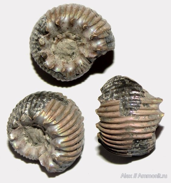  <a href="https://pikabu.ru/story/istoriya_ammonitov_aulacostephanidae_chast_3_12564689?u=https%3A%2F%2Fwww.ammonit.ru%2Ffoto%2F5373.htm&t=Rasenia%20%D1%81%20%D0%A3%D0%BD%D0%B6%D0%B8&h=a838e5985d2ce0b81d6373953bdbc17b3bb652ba" title="https://www.ammonit.ru/foto/5373.htm" target="_blank" rel="nofollow noopener">Rasenia  </a>,  <a href="https://pikabu.ru/story/istoriya_ammonitov_aulacostephanidae_chast_3_12564689?u=https%3A%2F%2Fwww.ammonit.ru%2Fuser%2FAlex.htm&t=Alex&h=b599f594f7929ac2a1c09bda1a819ba2bb57594b" title="https://www.ammonit.ru/user/Alex.htm" target="_blank" rel="nofollow noopener">Alex</a>