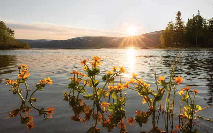 цветение калужницы.
