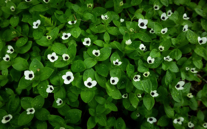 дёрен шведский