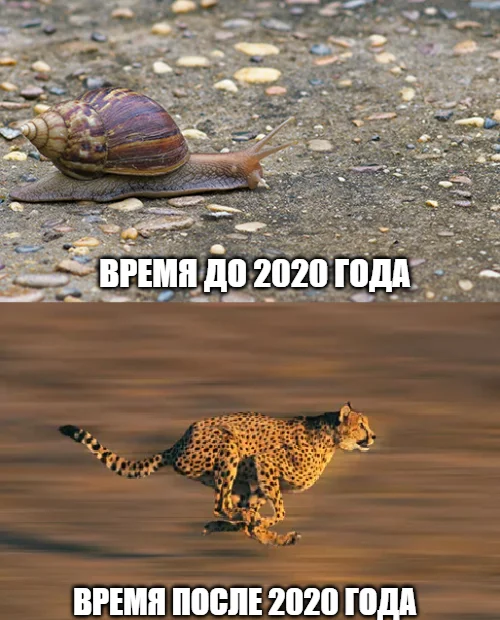 Acceleration in the perception of time - Picture with text, Memes, 2020, Snail, Cheetah, Time flies
