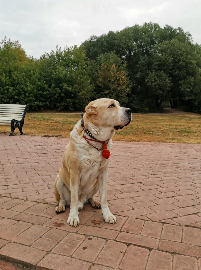 Царь, просто царь...