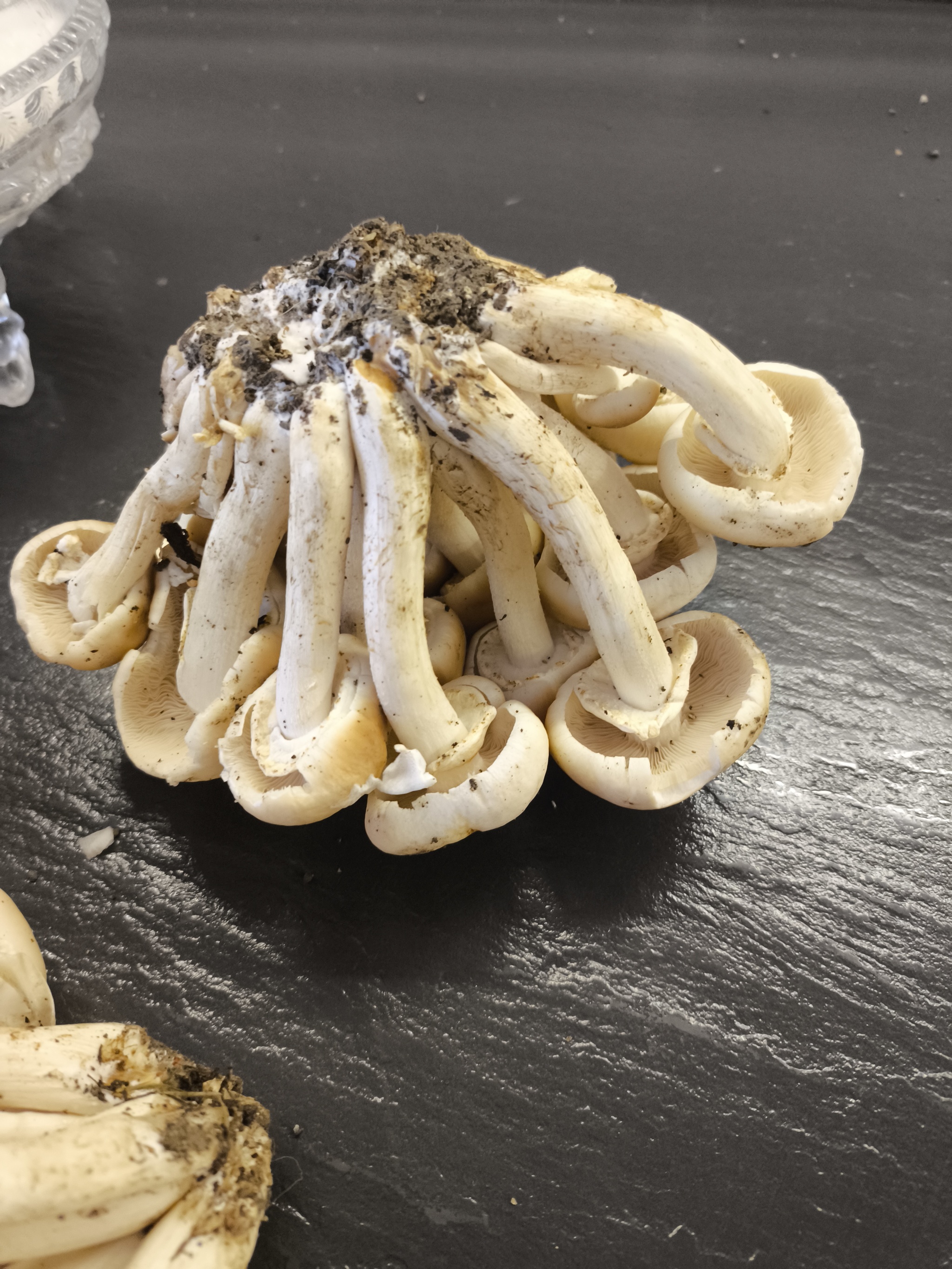 Nature continues to go crazy... - My, Mushrooms, Nature, Oddities, Abnormal weather, Longpost