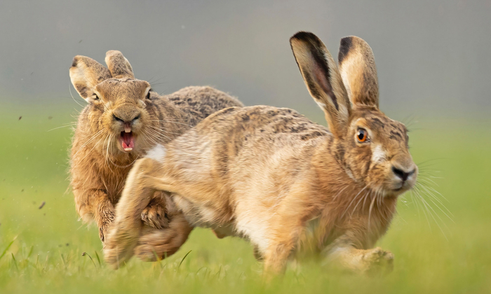    :    .    ,             .