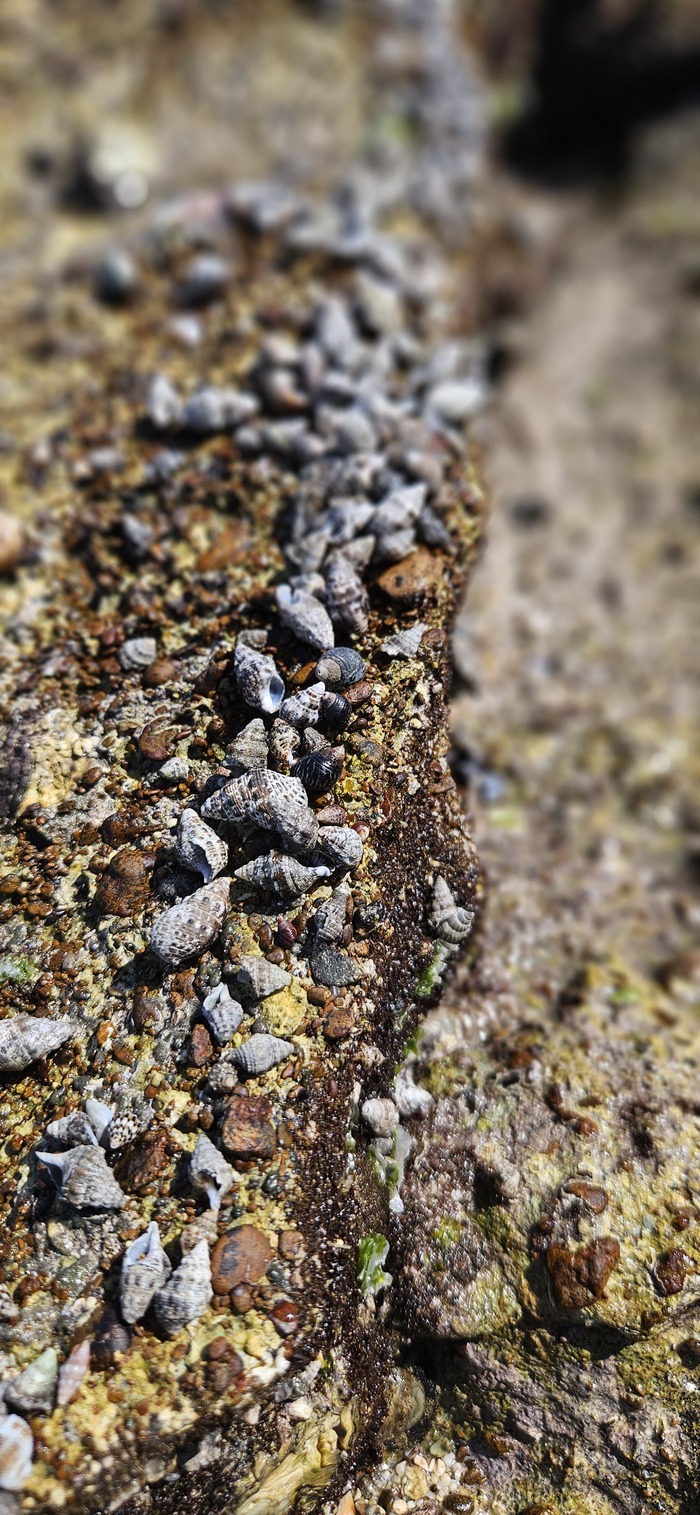 Тысячи их! Почти каждая ракушка обитаема.