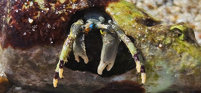 Скромный крабик-отшельник.