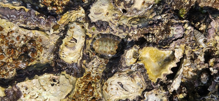 А это сам риф, в центре - панцирь моллюска хитонии.