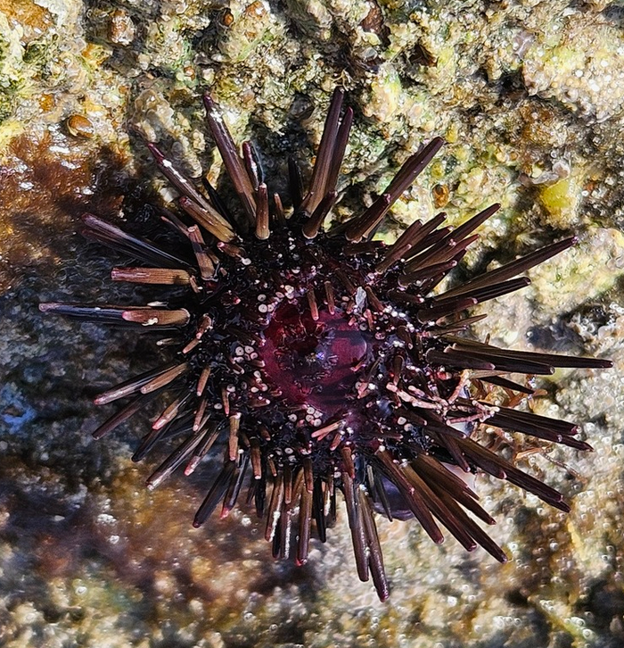 Небольшой ёжик, они тоже живут "семьями" в рифовых дырках.