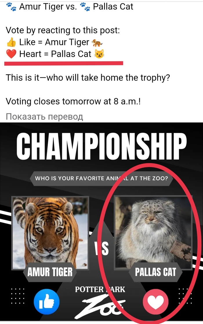 Скрин из Фейсбука