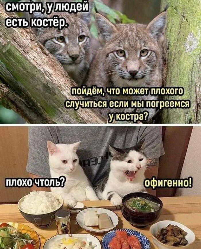 Из сети