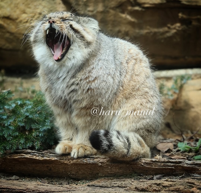 Понедееееельник