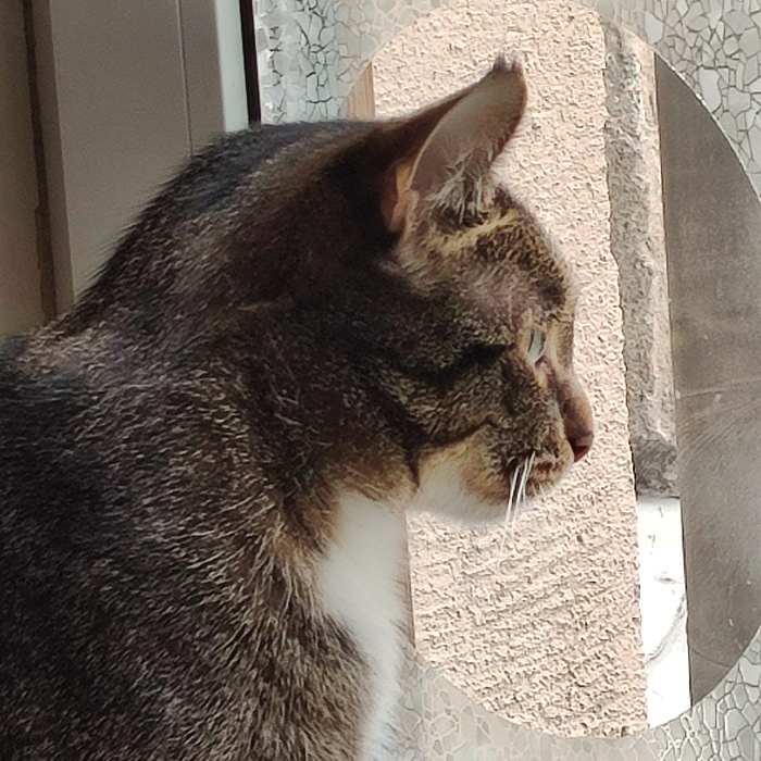 Котонаблюдение