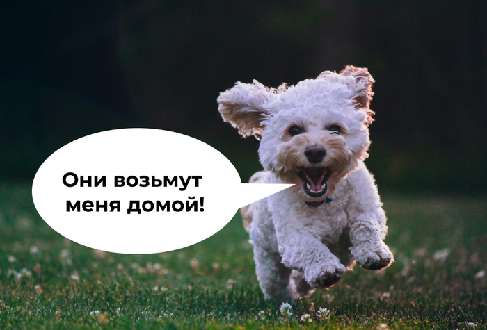 2000+ человек решили взять животное из приюта благодаря Авито0